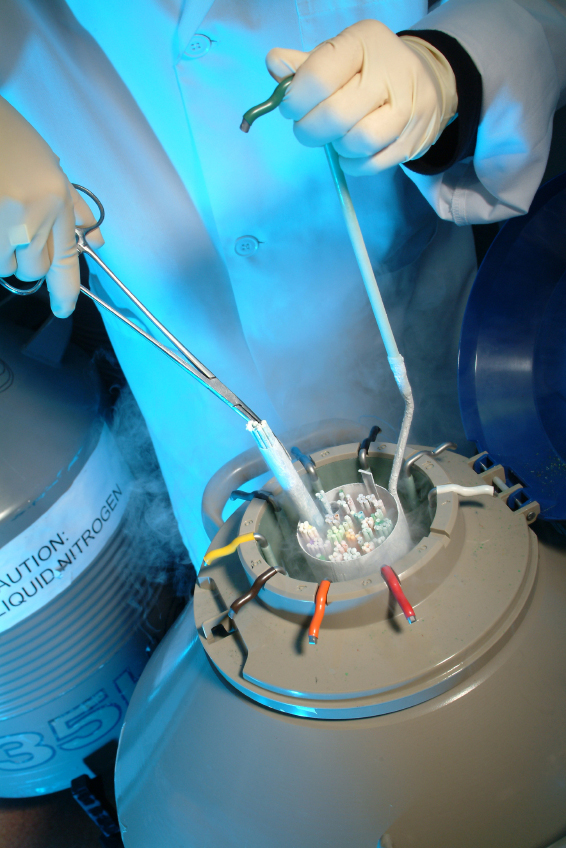 07_PMA_Cryoconservation